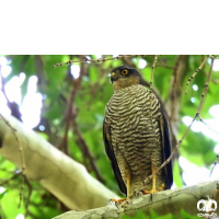 گونه قرقی Eurasian Sparrowhawk